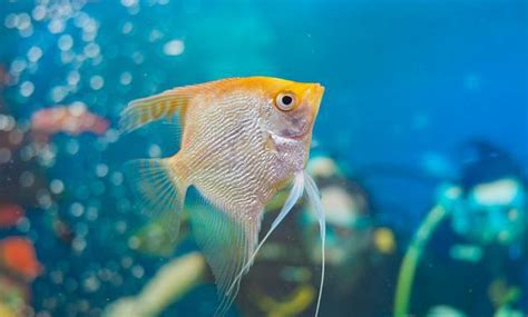 神仙魚 混養|神仙魚可以混養嗎，可以和什麼魚混養精選